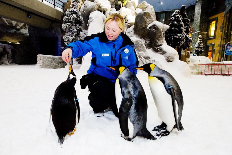 Dubai, Jan 30th, 2012 -- Trainer Nikki Morrison feeds capelin fish to a penguin. A colony of snow penguins  from Sea World in San Antonio will move into Ski Dubai in Mall of Emirates starting in February 2012. Visitors to ÔSnow Penguins at Ski DubaiÕ will get a chance to get up close and personal with the birds and learn about them. Photo by: Sarah Dea/ The National