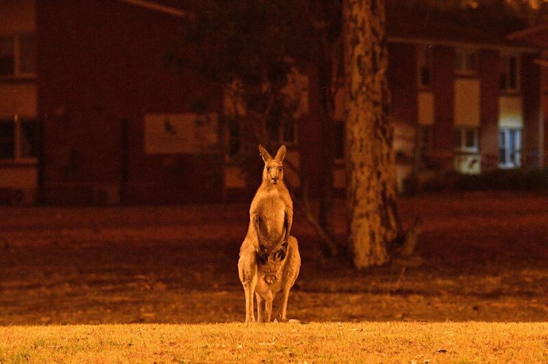 A kangaroo trying to move away from nearby bushfires at a residential property near the town of Nowra in the Australian state of New South Wales.  AFP