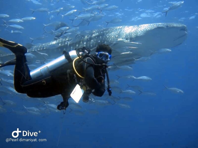 2. Dive with whale sharks in Oman. Photo: Pearl Dimaniyat