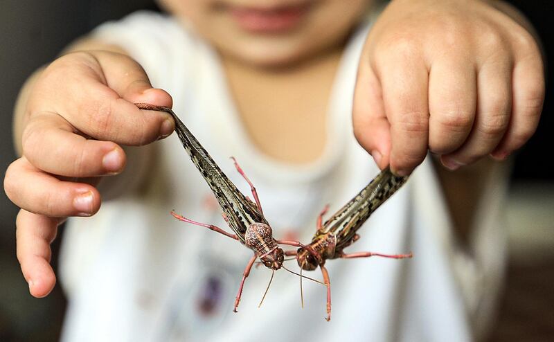 A boy holds desert locusts caught while swarming the sky over the Huthi rebel-held Yemeni capital Sanaa on July 28, 2019.  / AFP / Mohammed HUWAIS
