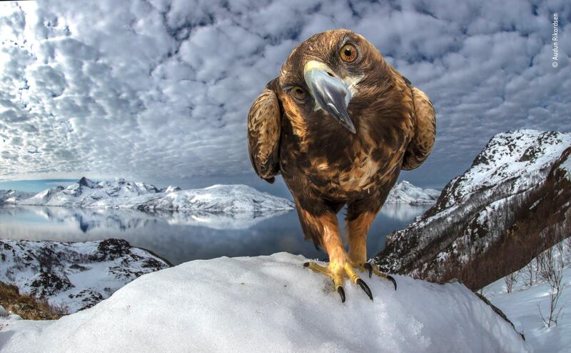 Inquisitive by Audan Rikardsen, Norway. From a hide on the coast of northern Norway, it took Rikardsen three years of planning to capture this majestic bird of prey in its coastal environment. After some time, the golden eagle became curious of the camera and seemed to like being in the spotlight. Audun Rikardsen / Wildlife Photographer of the Year