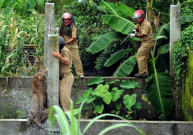 A leopard attacks a forest guard at Prakash Nagar village near Salugara on the outskirts of Siliguri on July 19, 2011. Six people were mauled by the leopard after the feline strayed into the village area before it was caught by forestry department officials. Forest officials made several attempt to tranquilised the full grown leopard that was wandering through a part of the densely populated city when curious crowds startled the animal, a wildlife official said. AFP PHOTO/Diptendu DUTTA
 *** Local Caption ***  450269-01-08.jpg