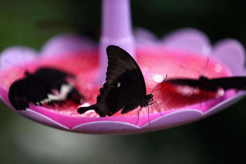 Butterflies feed on sugar solution at Dubai Butterfly Garden on Wednesday. Francois Nel / Getty Images