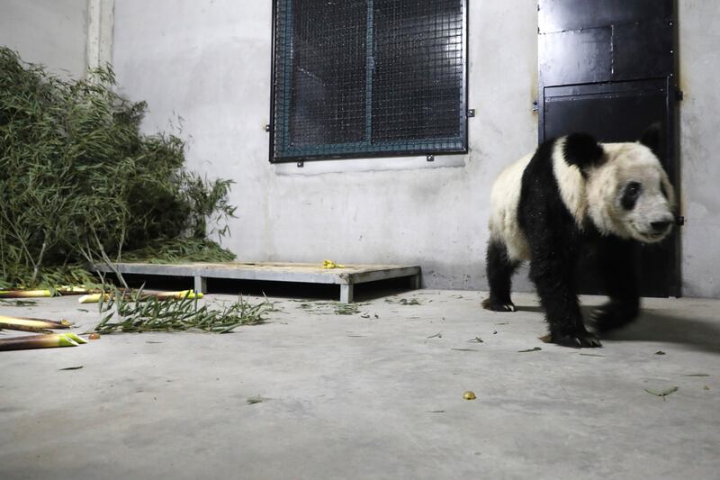 Giant panda Ya Ya in Shanghai, on returning to China after 20 years at Memphis Zoo. Public concerns were raised about her appearance. AP