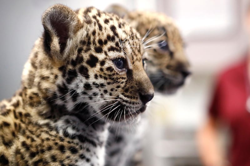 Two female jaguar cubs born at the Memphis Zoo receive a checkup in Memphis, Tenn. The Commercial Appeal via AP