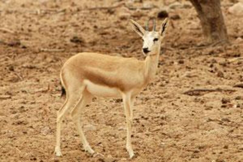 Gazelle are bred in the UAE.