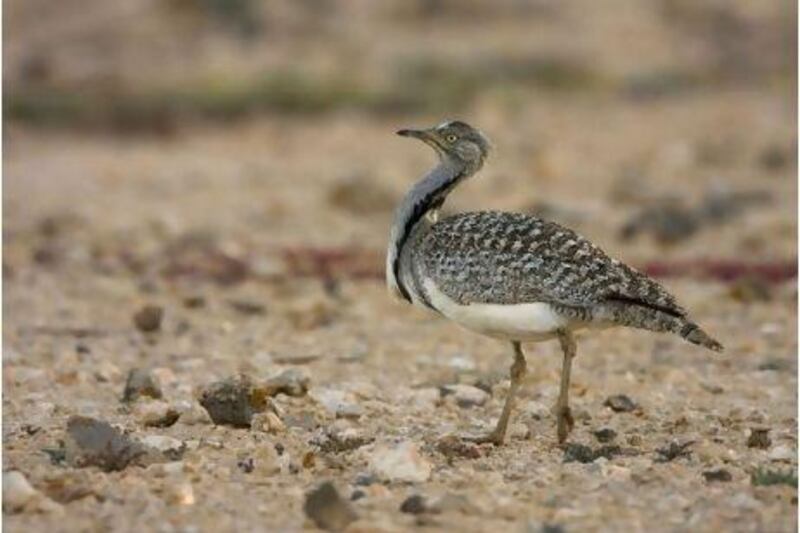 The houbara bustard is endangered, largely because of lost habitat, and because it is traditional prey for falconry.