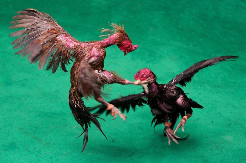 Roosters fight during a match with the highest cash reward of cockfighting in Thai history for more than US$1 million at a stadium on the outskirts of Bangkok, Thailand. Athit Perawongmetha / Reuters