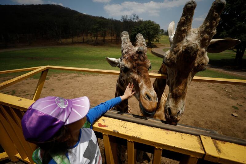 A girl reaches out to touch a giraffe after feeding them carrots and alfalfa, at Bioparque Estrella in Chapa de Mota, Mexico State, Mexico. AP