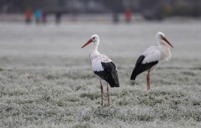 Two storks are pictured standing on a meadow covered in hoarfrost while people stand in the background in Daugendorf, southern Germany.  AFP