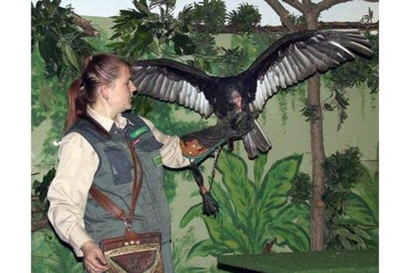 Sherlock, a five-year-old Turkey Vulture being trained to locate human corpses under a project commissioned by the German police.