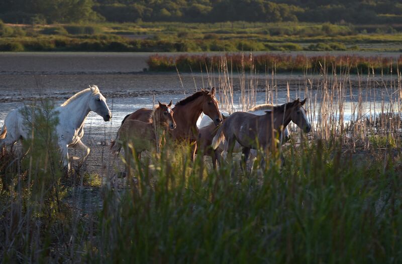 The Doñana Natural Park in Spain is a protected nature reserve featuring a wide variety of ecosystems and wildlife, including several endangered species. Wildlife campaigners fear government plans to grant an amnesty to illegal strawberry farmers will cause irreparable damage to one of the most important biospheres in Europe. AFP