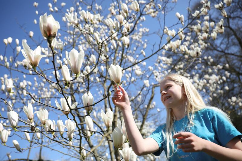 A girl stands amid blooming magnolia flowers at the Royal Botanic Gardens, Kew in London. Reuters