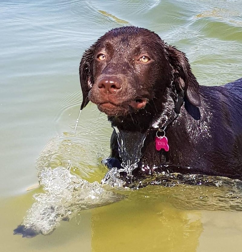 Selina’s labrador Kiva was cleared under the Wisdom Panel DNA test, which  can highlight  potential health problems. Photo by Mohamed Al Shahaibi