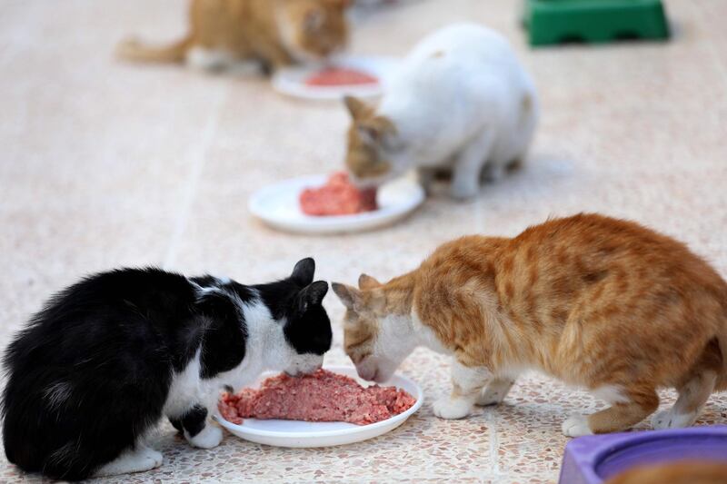 Cats feed on mincemeat at lunchtime at Ernesto's Cat Sanctuary. AFP
