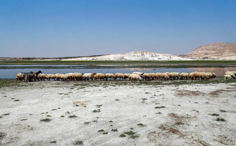 Sheep graze in the former bed of the waters upstream of the Lake Assad reservoir along the Euphrates river by the town of Rumaylah in eastern Syria on July 25. AFP