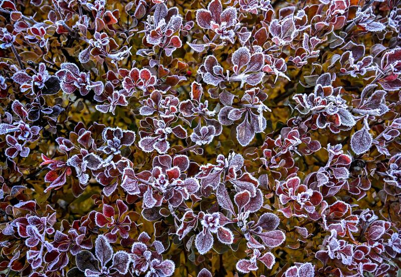 Barberry bush leaves covered with hoarfrost in a garden outside Moscow early in the morning, after temperatures in the Russian capital dropped below zero overnight. AFP