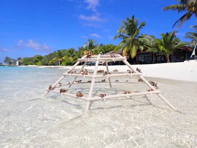 Coral restoration at Sheraton Full Moon Resort & Spa. Courtesy Sheraton Full Moon Resort & Spa.