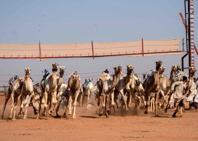 A Sudanese handler rushes out of the track as camels start racing at a track near al-Ikhlas village in the west of the city of Omdurman. The race is organised by traditionally camel-rearing tribal families from the village as a way to preserve and celebrate their heritage. AFP