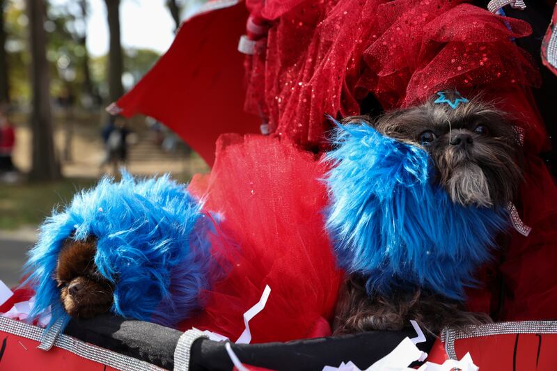 Dogs dressed as Dr Seuss characters. Reuters