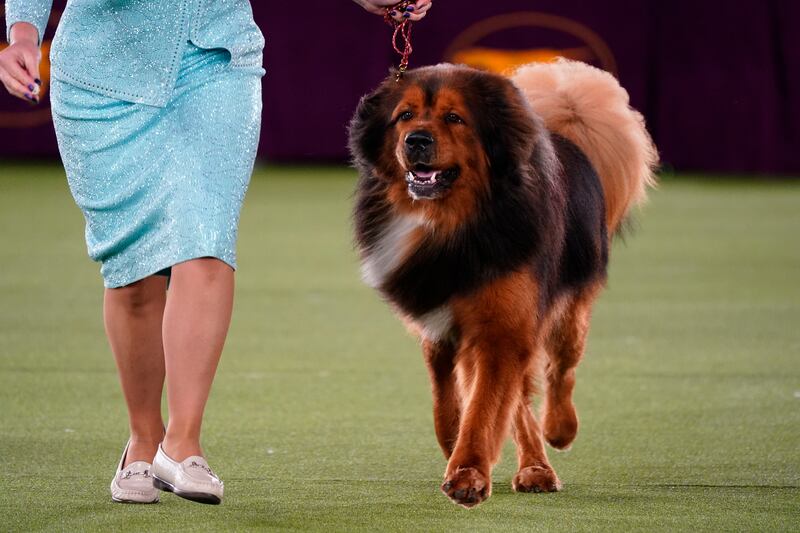 A Tibetan mastiff competes in the Working group. AP