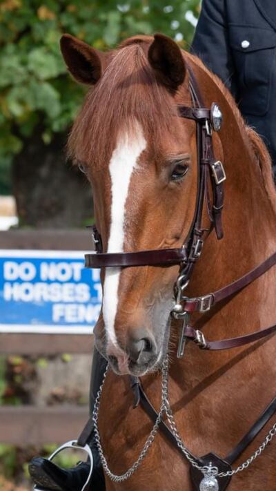 Police horse Sandown who died after collapsing on duty at the Notting Hill Carnival, London.