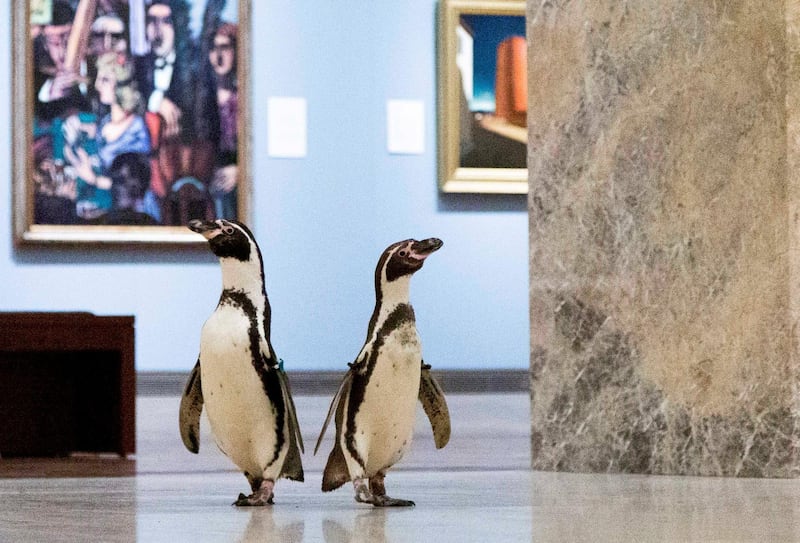 Penguins from the Kansas City Zoo explore the museum during the pandemic shutdown,  May 6, 2020 at The Nelson-Atkins Museum of Art in Kansas City, MO. Media Services photographer / Gabe Hopkins