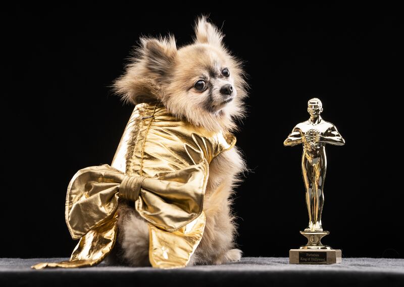 Dexter the Pomeranian dog models a design inspired by a golden Oscar. 