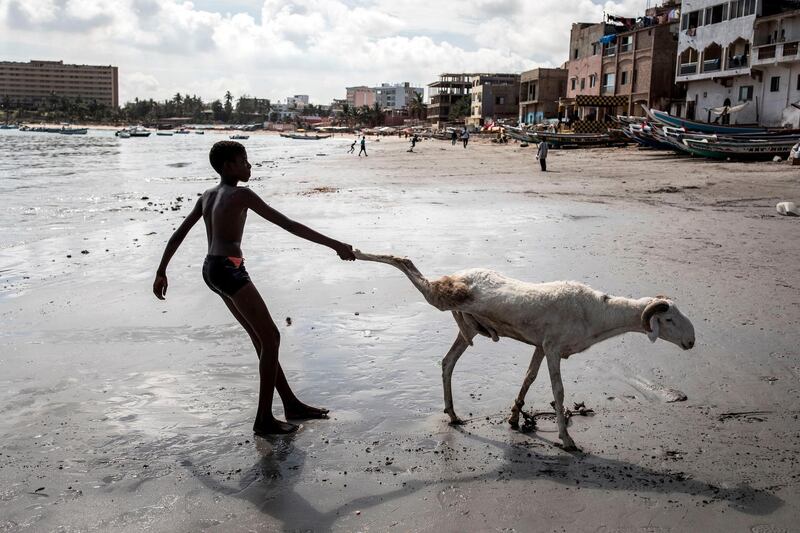 A young sheep farmer drags one of his sheep toward the sea in order to clean it in Dakar, Senegal, Western Africa.  AFP