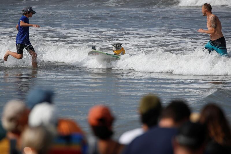 A large crowd watches from the beach as dogs compete in the 14th annual Helen Woodward Animal Center "Surf-A-Thon". Reuters