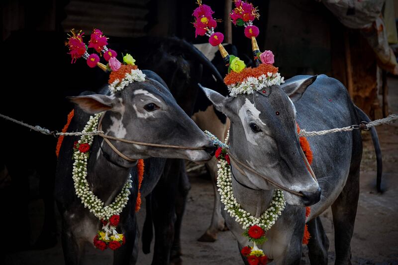Cattle are decorated and paraded through villages as part of a traditional practice believed to bring good fortune to the families who own them, on the occasion of Makar Sankranti in Bangalore. AFP