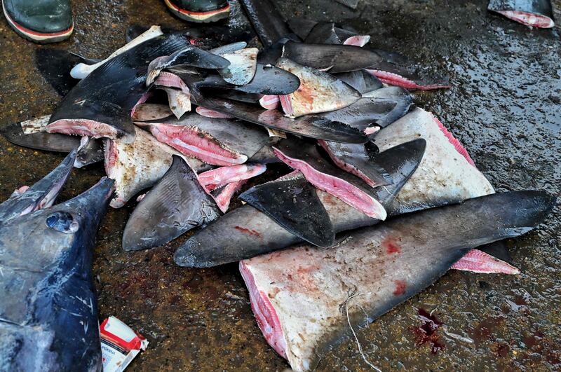 Shark fins at a fishing port in Banda Aceh, Indonesia. AFP