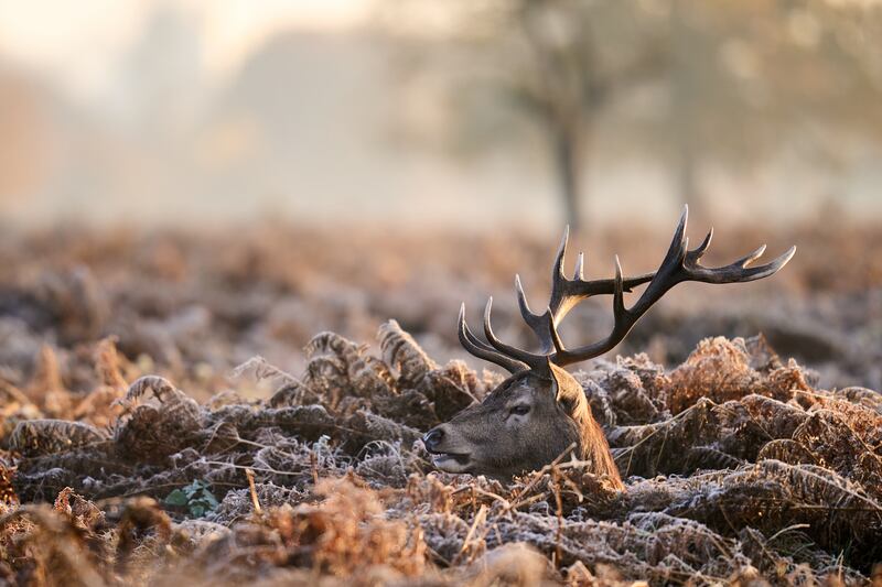 A red stag deer on a cold Tuesday morning in Bushy Park, London. PA