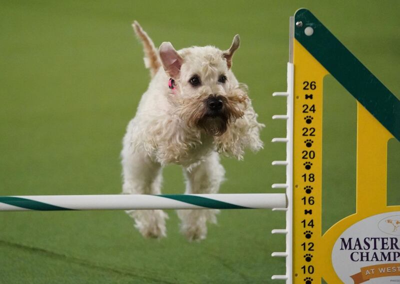 Strong clearance: a dog competes in the 6th Annual Masters Agility Championship as the The American Kennel Club and Westminster Kennel Club present Meet & Compete on February 9, 2019, at Piers 92 and 94 in New York. Photo: AFP