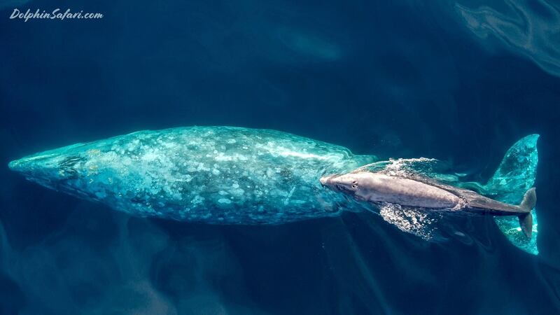A baby gray whale with its mother swim south off the Southern California coast near Dana Point, California. Capt. Dave's Dolphin & Whale Watching Safari via AP