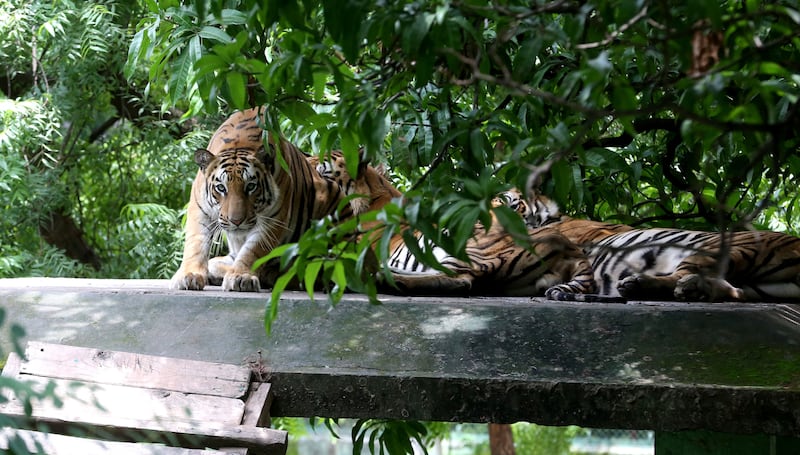 Tigers rest at Kamla Nehru Zoo in Indore. EPA
