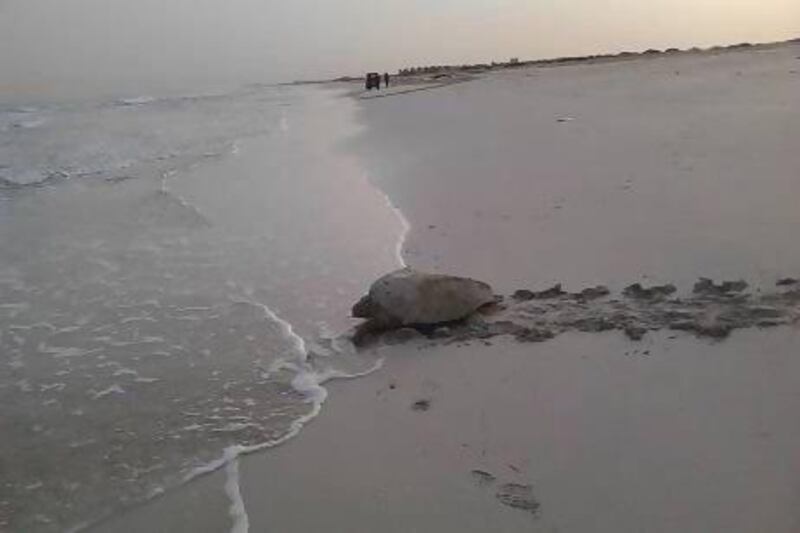 The mother Hawksbill turtle on her way back to sea after laying eggs on Saadiyat beachfront yesterday. She is the first sea turtle to nest on the island at the start of the season. Photo Courtesy Tourism Development Investment Company