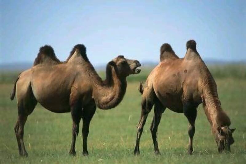 The Dubai and Iran breeding programme hopes to boost the population of the Bactrian camel in Iran.