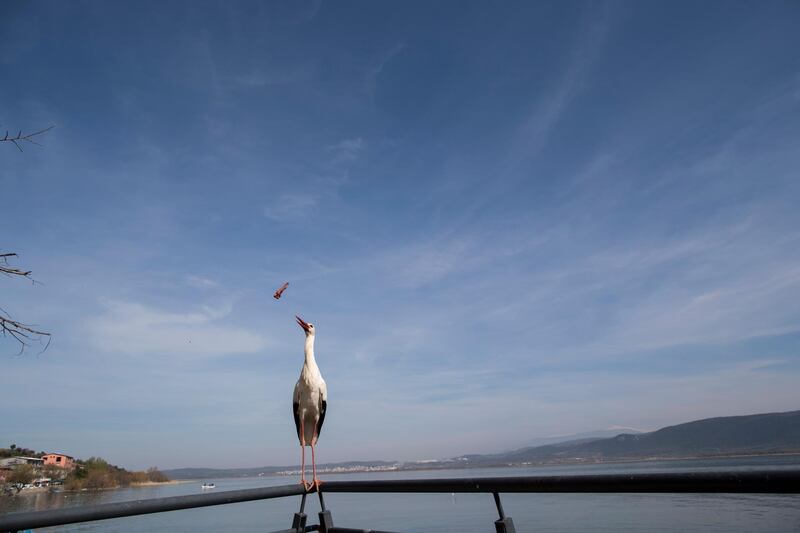 People feed a stork in Golyazi Village at Uubat Lake, near Bursa city in Turkey.  EPA