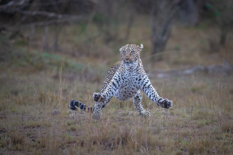 A leopard in Masai Mara National Reserve, Kenya. Paul Goldstein / Comedywildlife