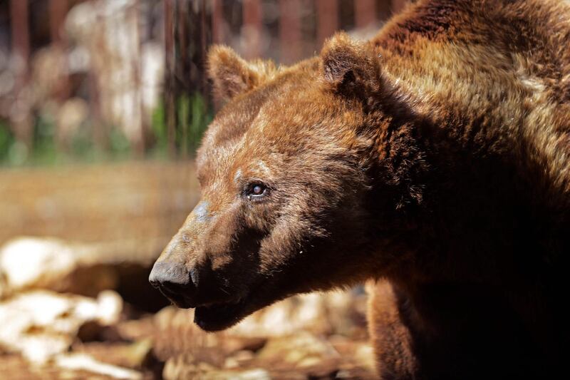 This Syrian brown bear, considered extinct in the wild in Lebanon, is one of the big draws at the Animal Encounter environmental conservation centre in Aley. School groups are taught about Lebanon's wildlife, environment and diversity and given a guided a guided tour. AFP