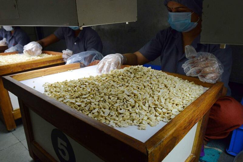 Indian factory workers sort and clean cashewnuts at the Havmor Ice Cream plant at Naroda near Ahmedabad. India’s per capita consumption of ice cream is just 750 ml compared to an estimated 30 litres in the US and 1.2 litres in China. Sam Panthaky / AFP