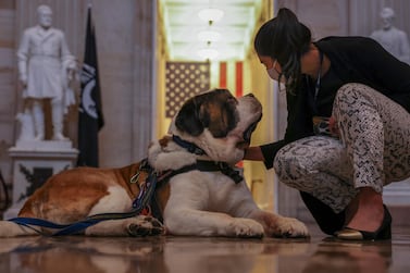 Valerie Chicola, a staffer on Capitol Hill pets Officer Clarence, a Saint Bernard from the Greenfield, Massachusetts police department. Reuters