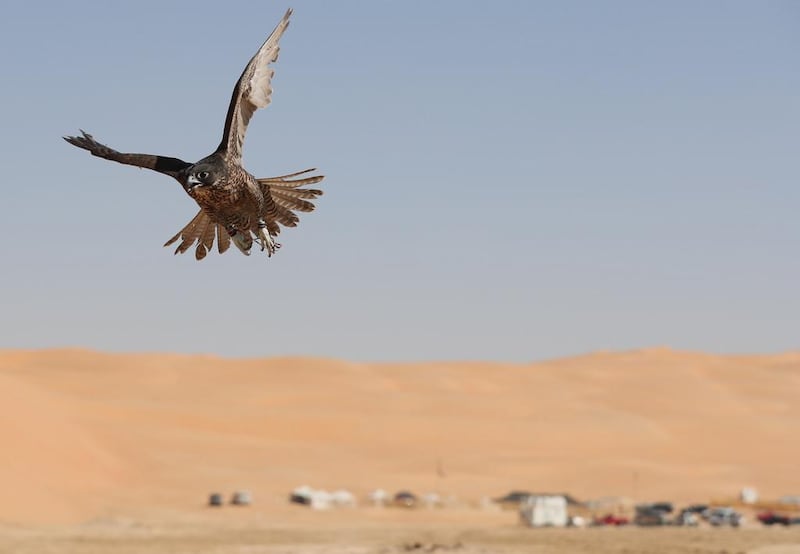 A falcon is being trained by a falconer during the Liwa Moreeb Dune Festival in the Liwa desert.