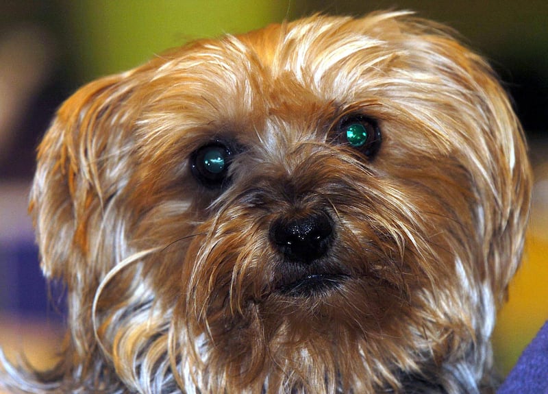 A Yorkshire terrier. PA