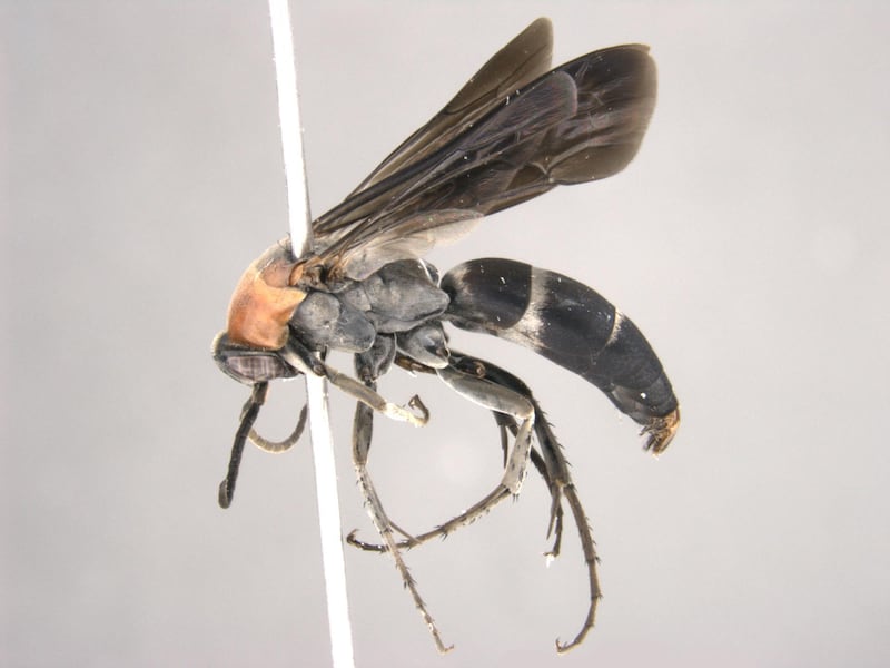 The spider hunting wasp paralyses its prey with a sting