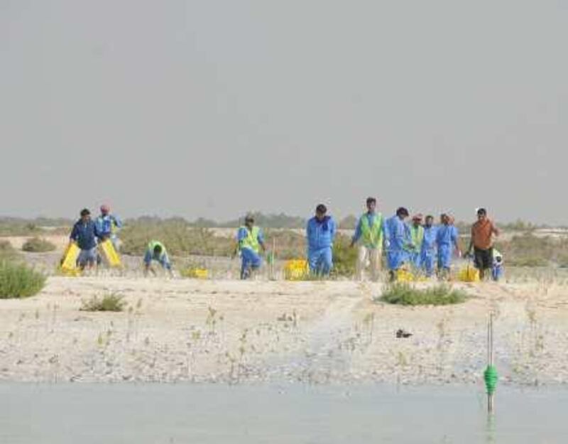 December 2009-Laborers plant saplings of the UAE's only mangrove specie, Avicenia marina, on Jubail island
Credit: Environment Agency - Abu Dhabi *** Local Caption ***  DSC1158.jpg