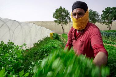 Abu Dhabi, United Arab Emirates, April 2, 2020. Visit to a UAE farm, Emirates Bio Farm at Al Ain to learn about how they are dealing with coronavirus outbreak. A farmer gathers organic parsley at the massive organic farm in the middle of the Al Ain desert. Victor Besa / The National Section: NA Reporter: Dan Sanderson