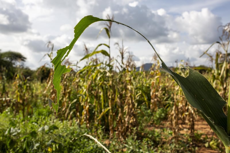 Corn plants stand damaged by desert locusts in Kalanga village, Kitui County, Keny. Bloomberg