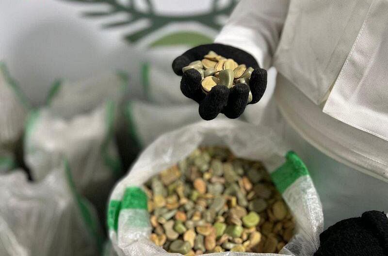 The smuggling attempt involved 403,000 amphetamine pills. Photo: SPA